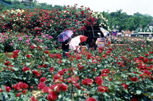 장미꽃 축제 #142406