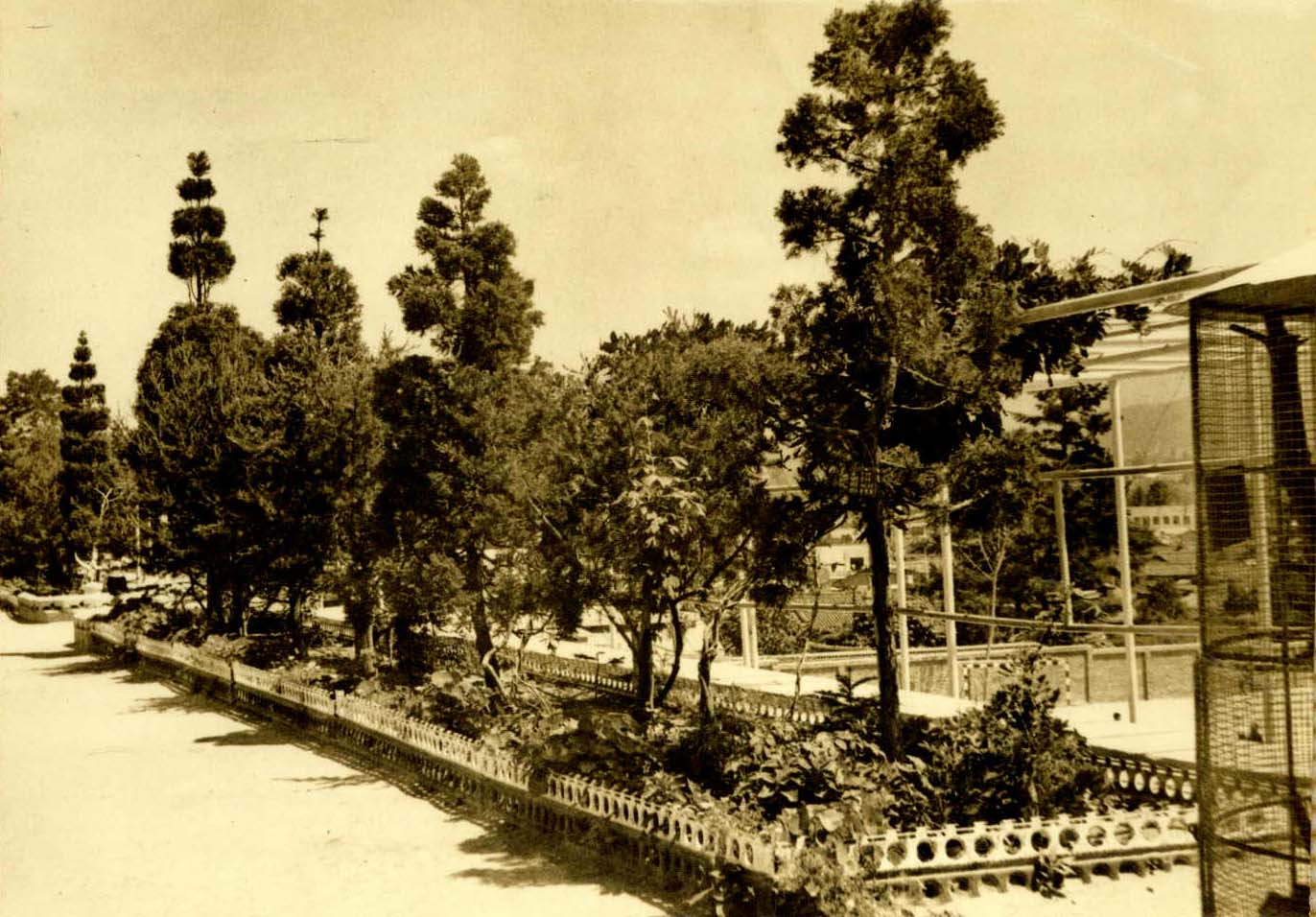 1964년 수원 남창국민학교 외적환경 ; 관상목