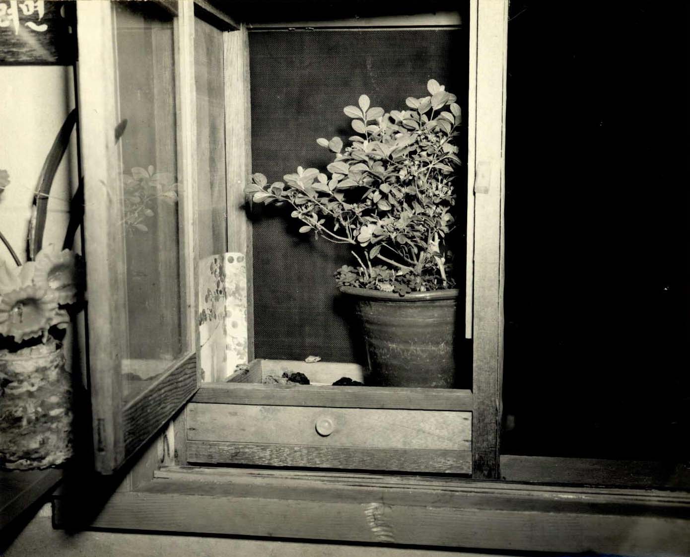1964년 수원 남창국민학교 내적환경 ; 청개구리사육